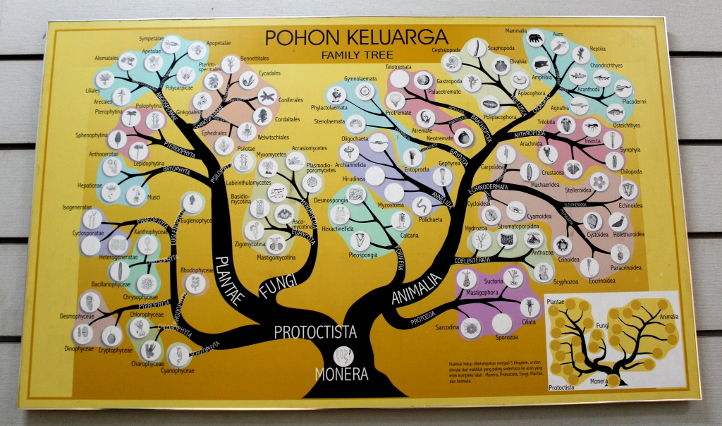 香蕉打猴的笑话