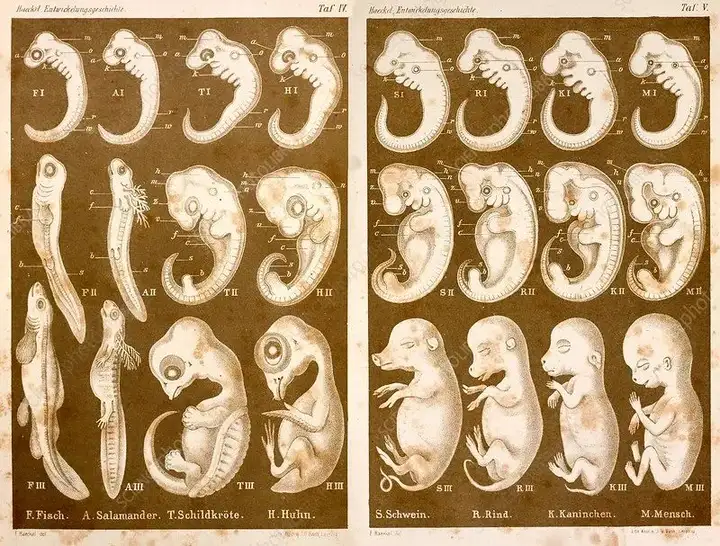 基因演化和传承的印记